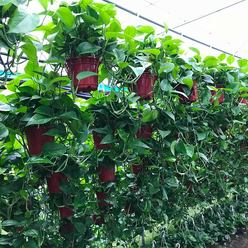 植物除甲醛的能力到底怎么样？